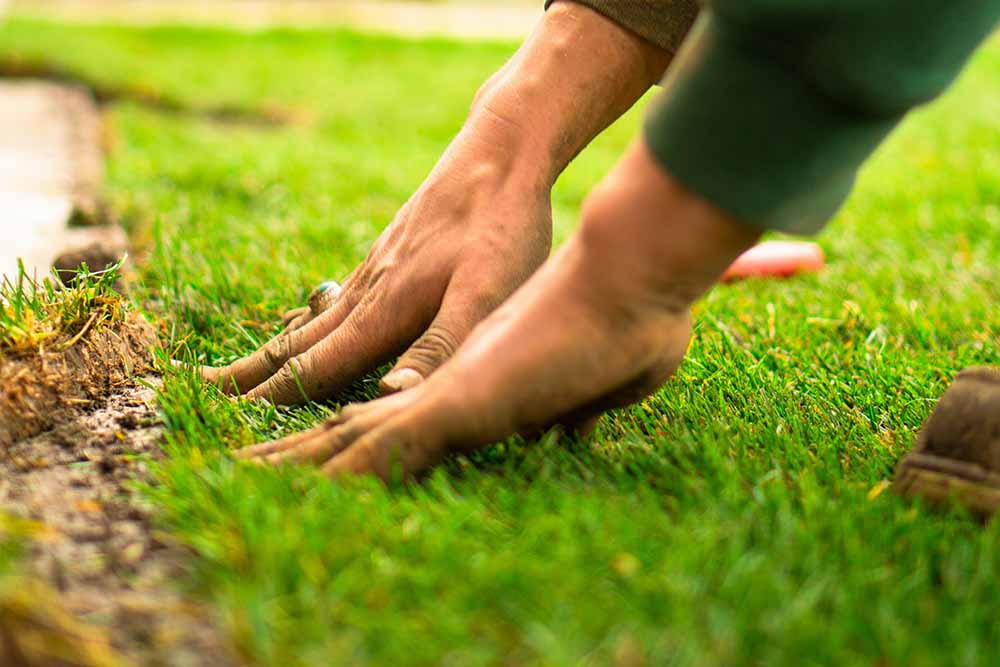 New and Existing Landscaping